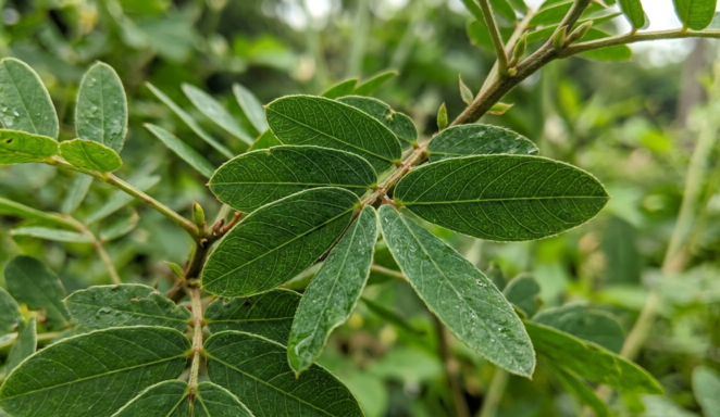 Senna Soft Extract